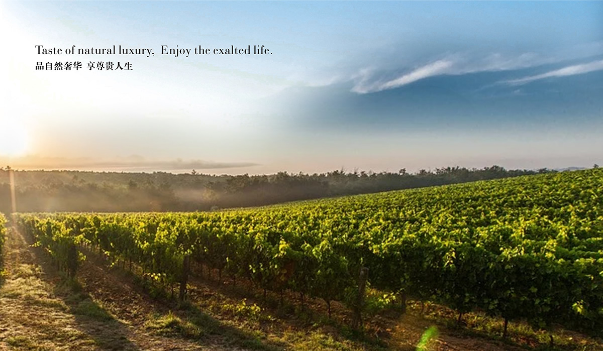 唯澳佳商標(biāo)設(shè)計,唯澳佳logo設(shè)計,唯澳佳畫冊設(shè)計